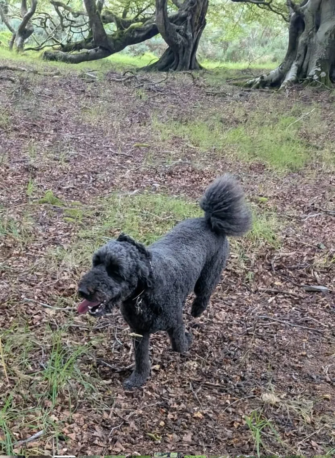 One dog enjoying a solo walk outdoors