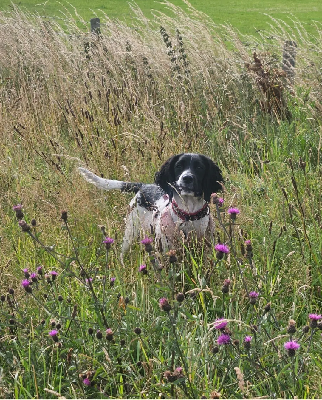 A dog running happily across an open grass field