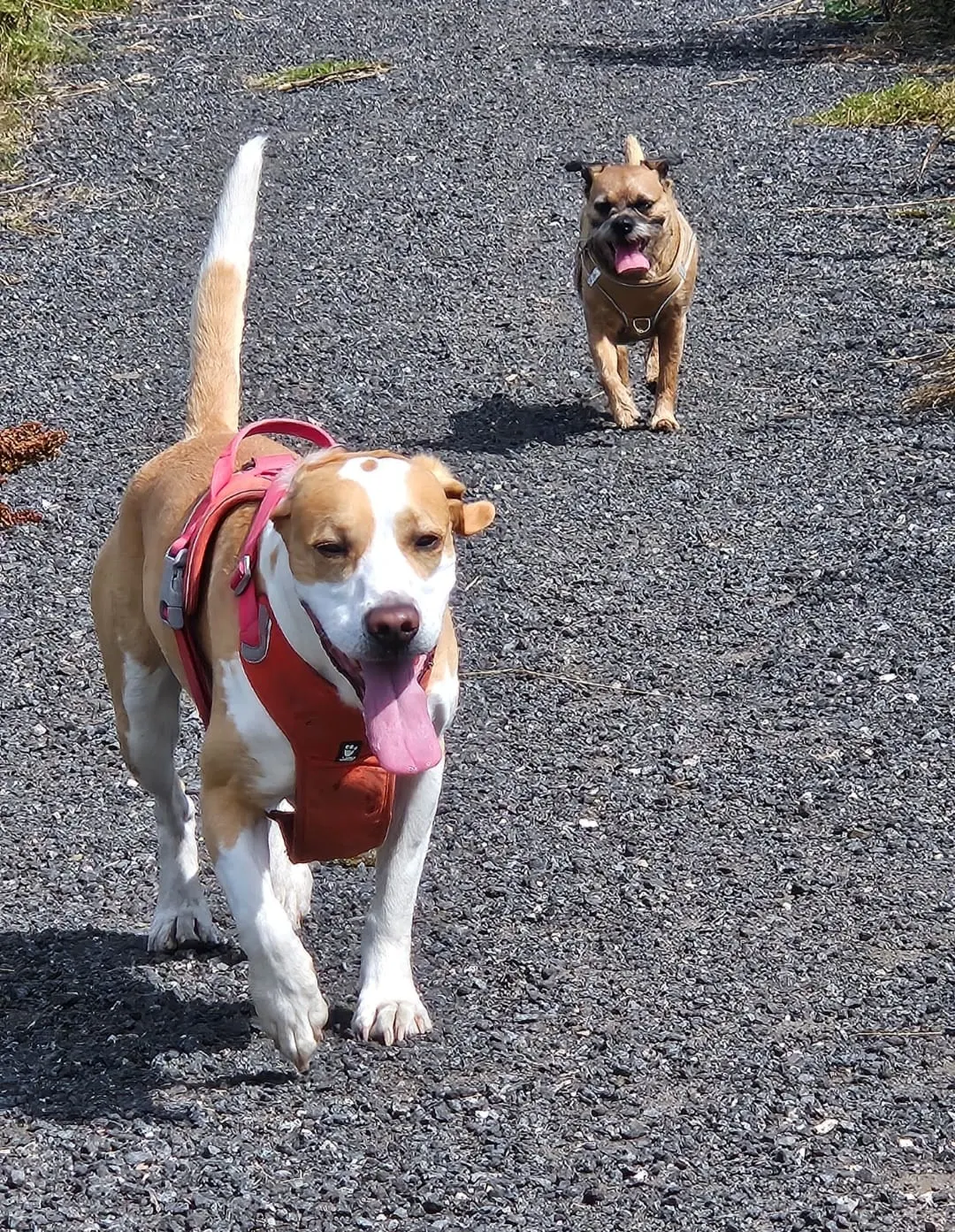 Two dogs walking side by side on leads along a woodland path