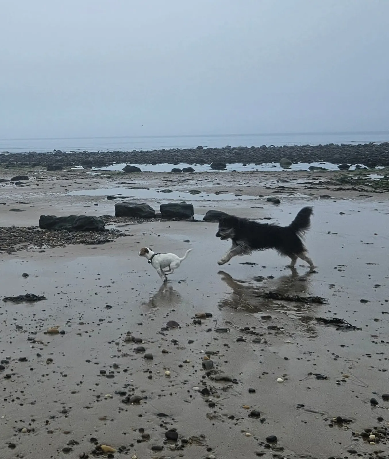 Dogs on a bracing winter beach walk near Banff
