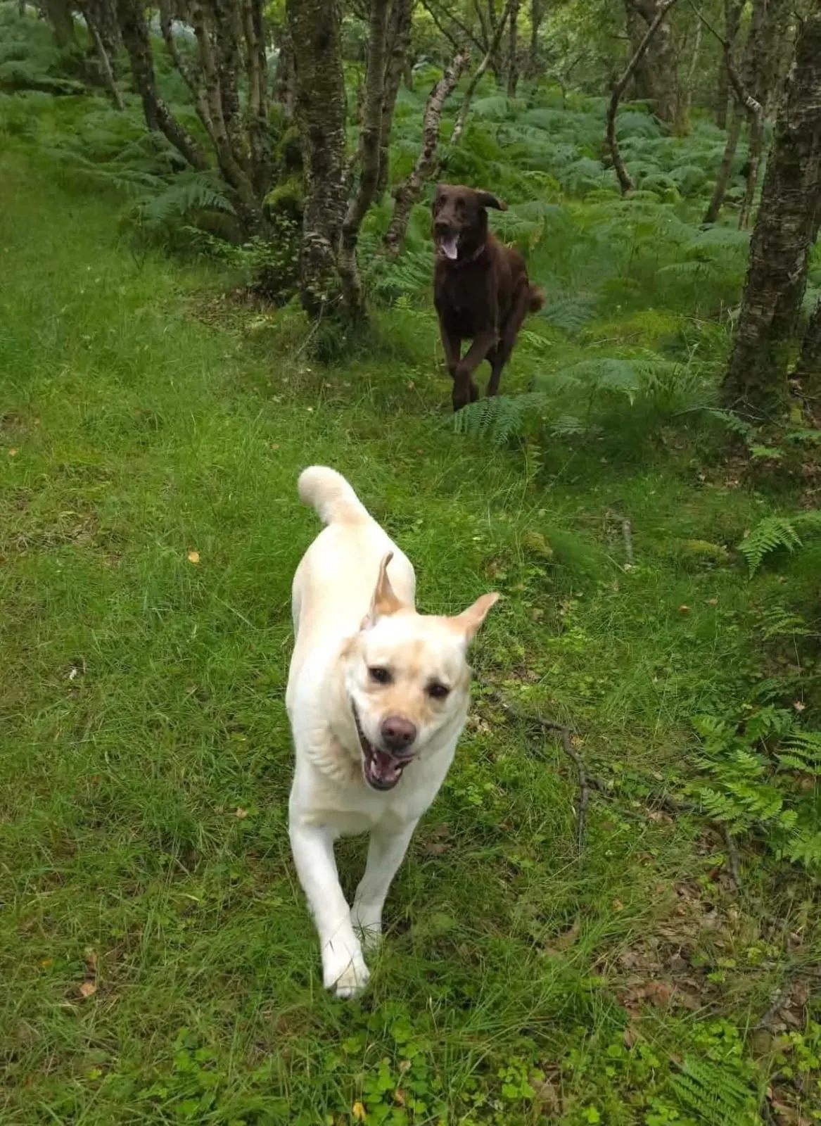 A happy dog looking up mid-walk during a Muttley Crew outing