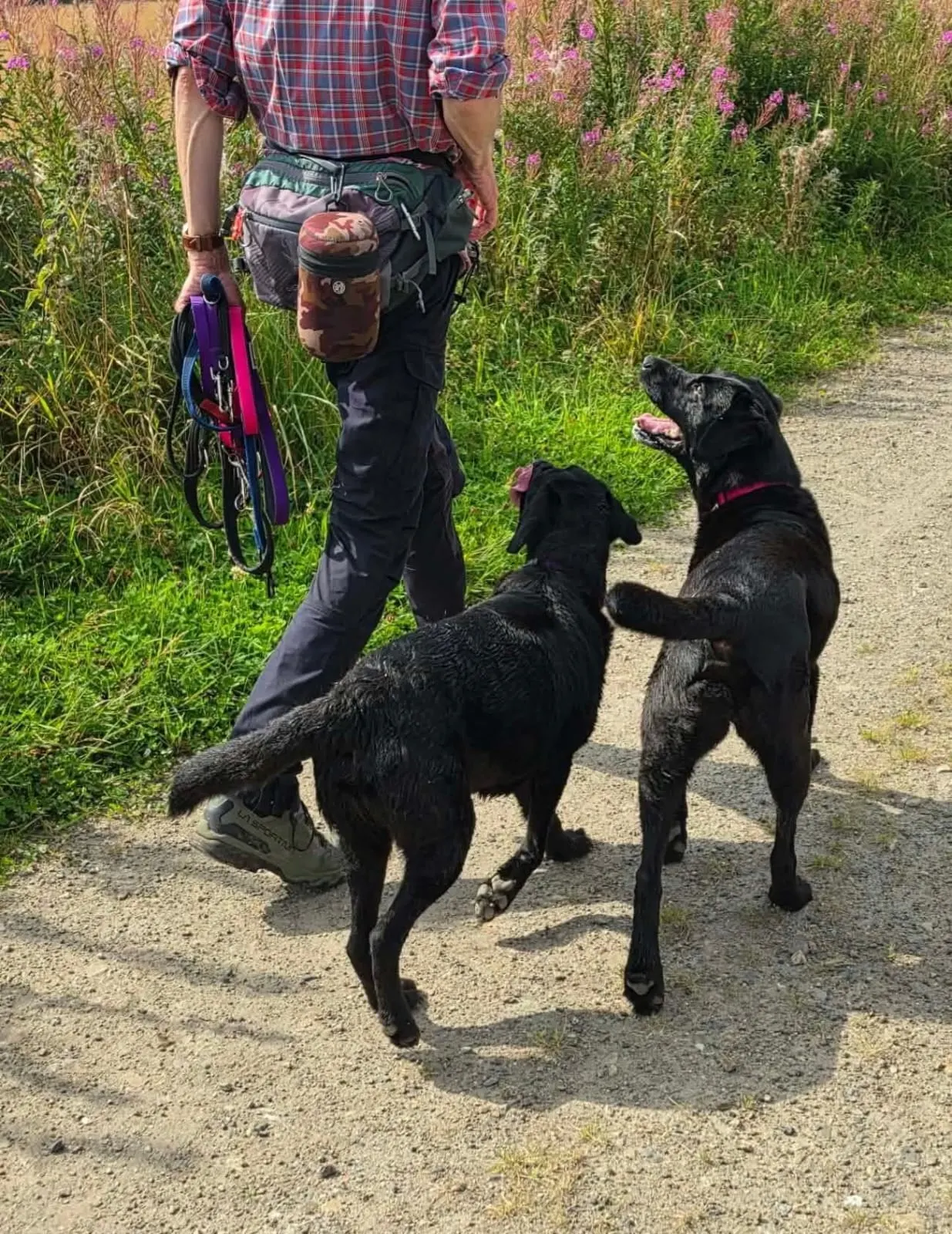 Tom Holmes working closely with a dog during a one-to-one training session