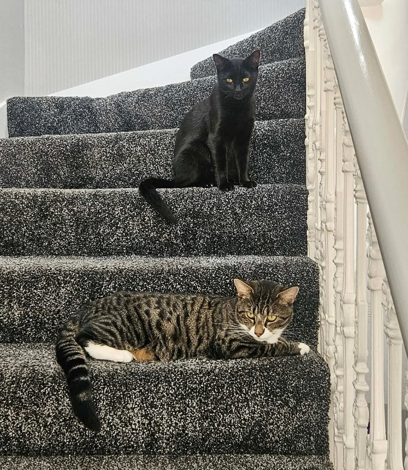 Two cats sitting together on the stairs at home
