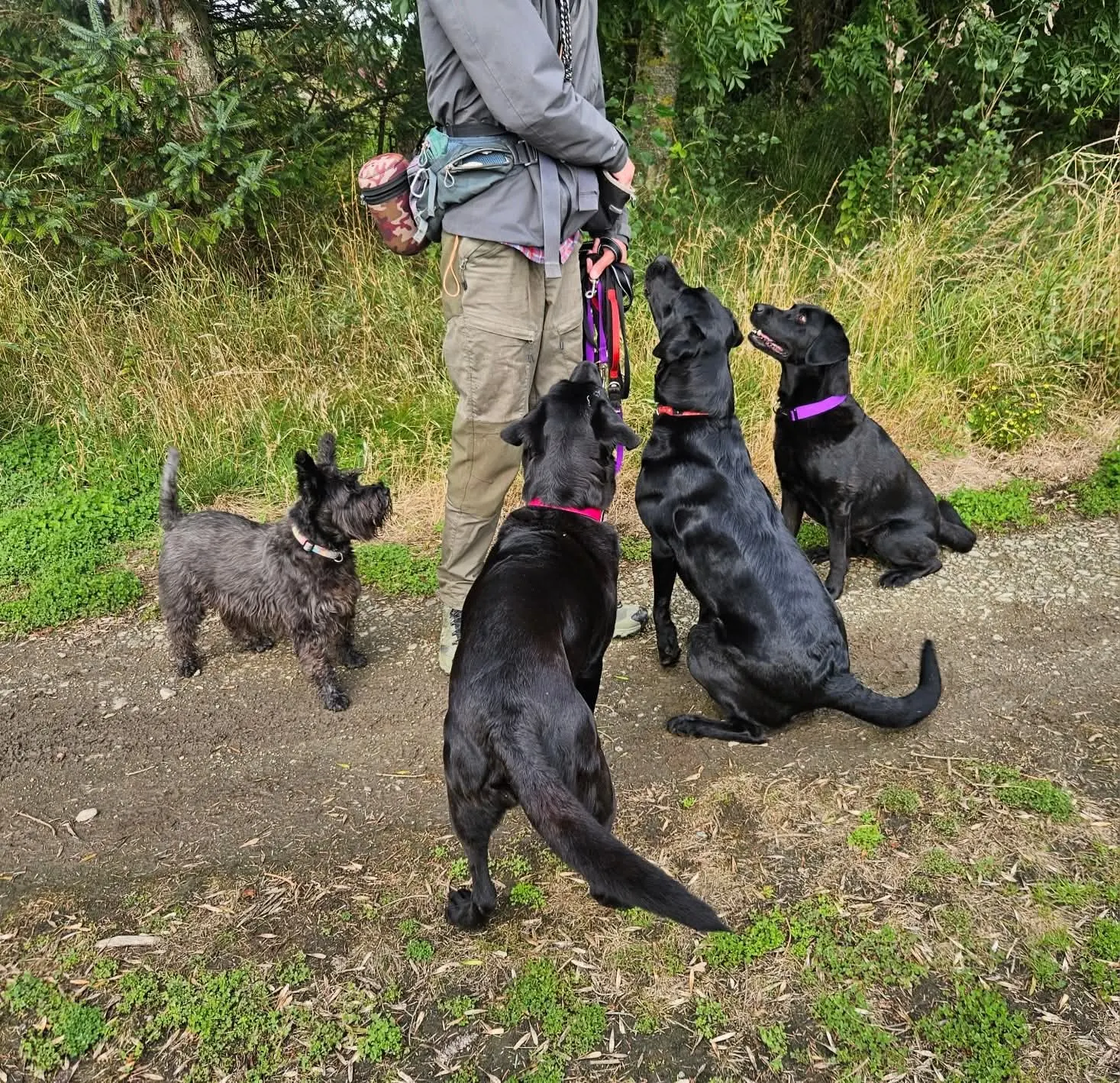 Tom Holmes interacting naturally with the dogs he walks and trains