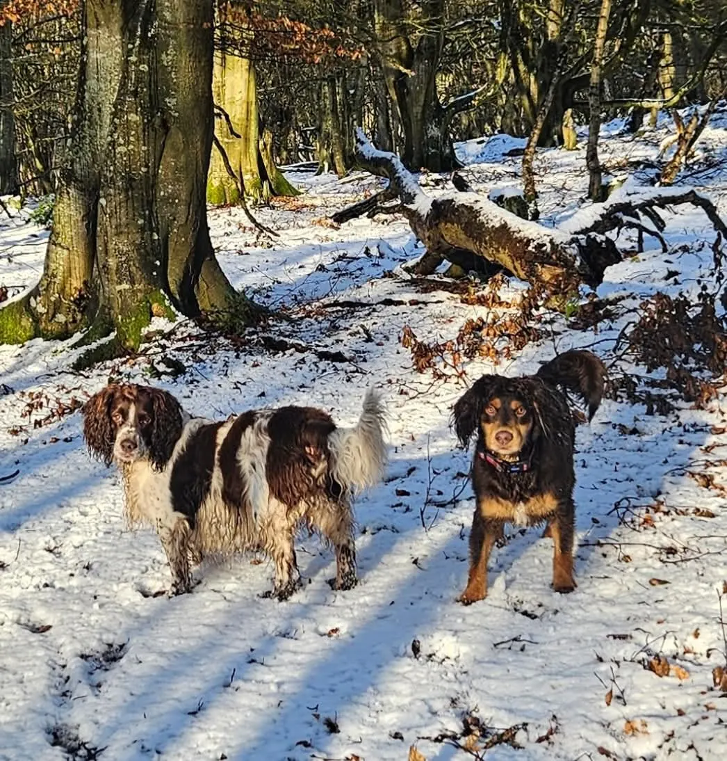 Dogs walking together through snowy woodland in winter