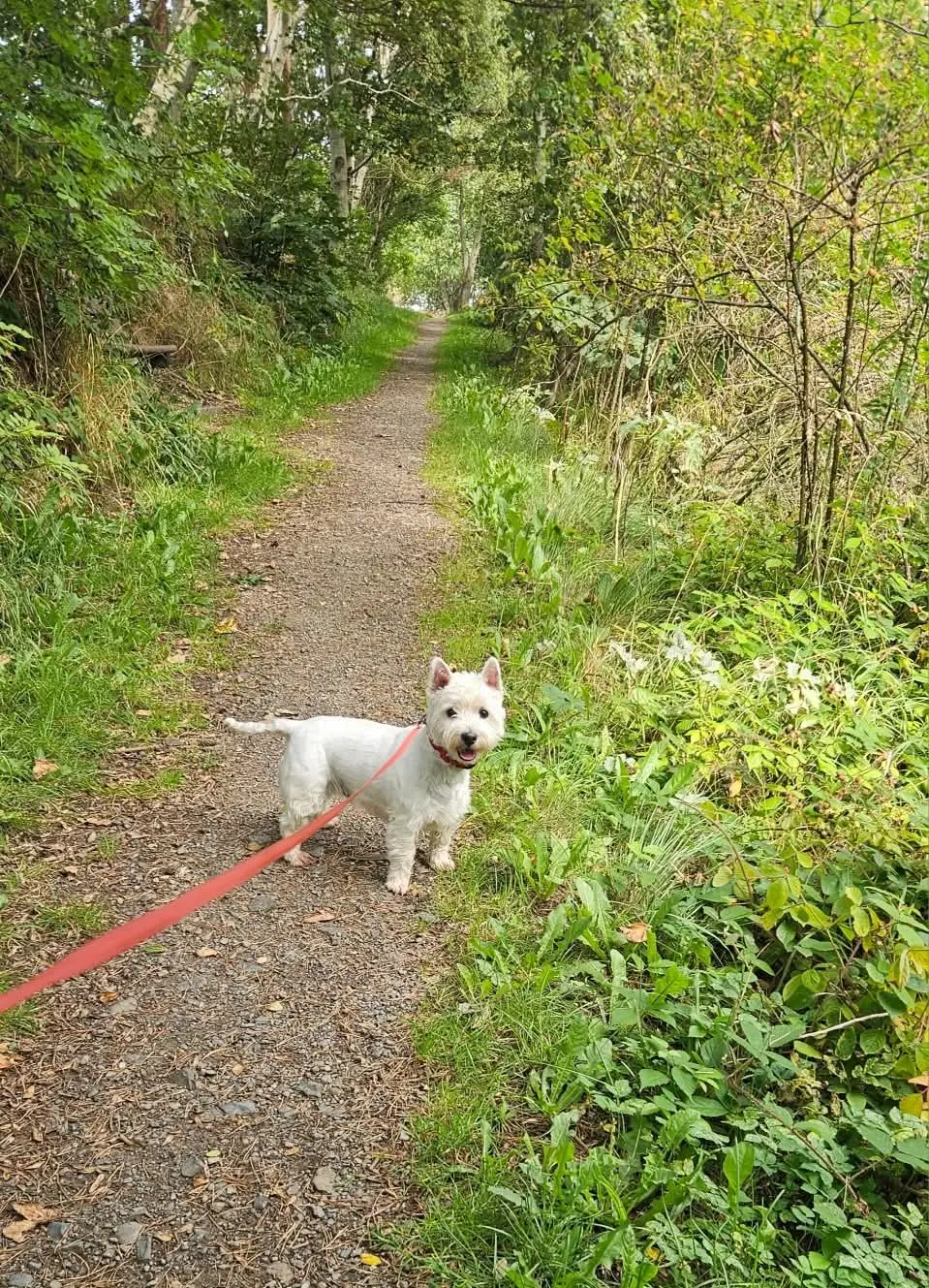 A dog exploring safely on a long training lead in open countryside