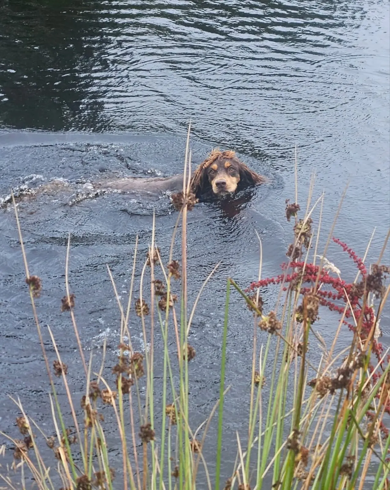 A dog cooling off with a paddle in a shallow river