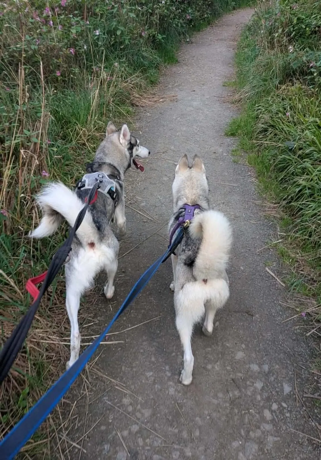 Dogs exploring a local walking route around Banff, Aberdeenshire