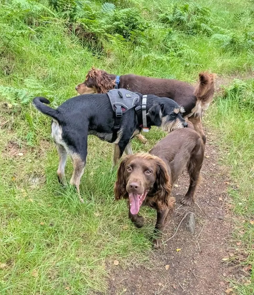 Tom walking a mixed group of dogs together on a countryside path near Banff