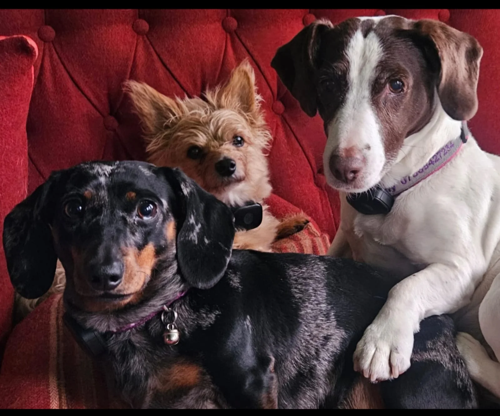 Three dogs sitting comfortably together on a couch during home care