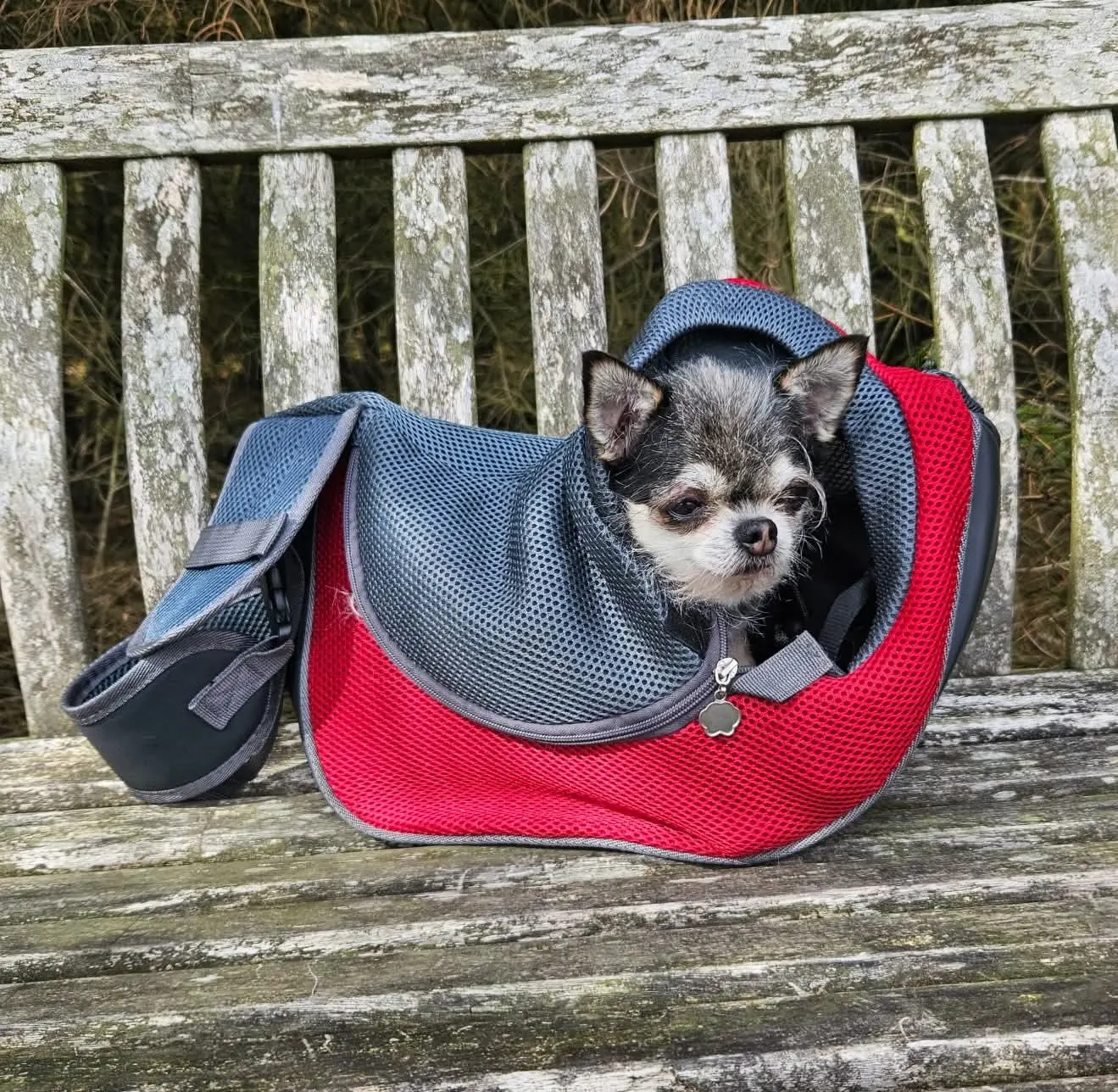 A tiny dog travelling safely and comfortably in a carry bag