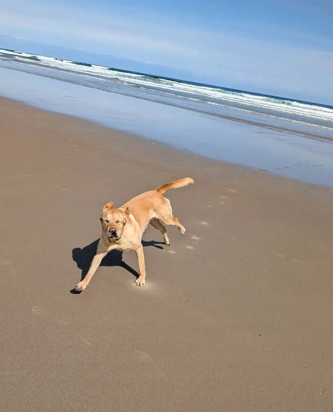 A dog enjoying a sandy beach walk on the Aberdeenshire coast