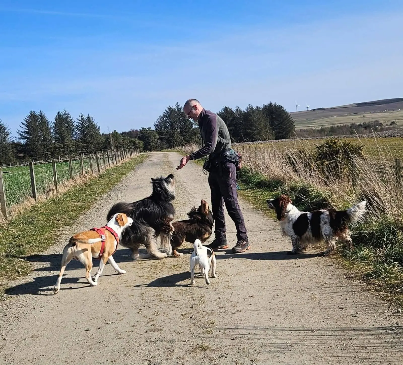 A group of dogs of different breeds and sizes walking together in open countryside